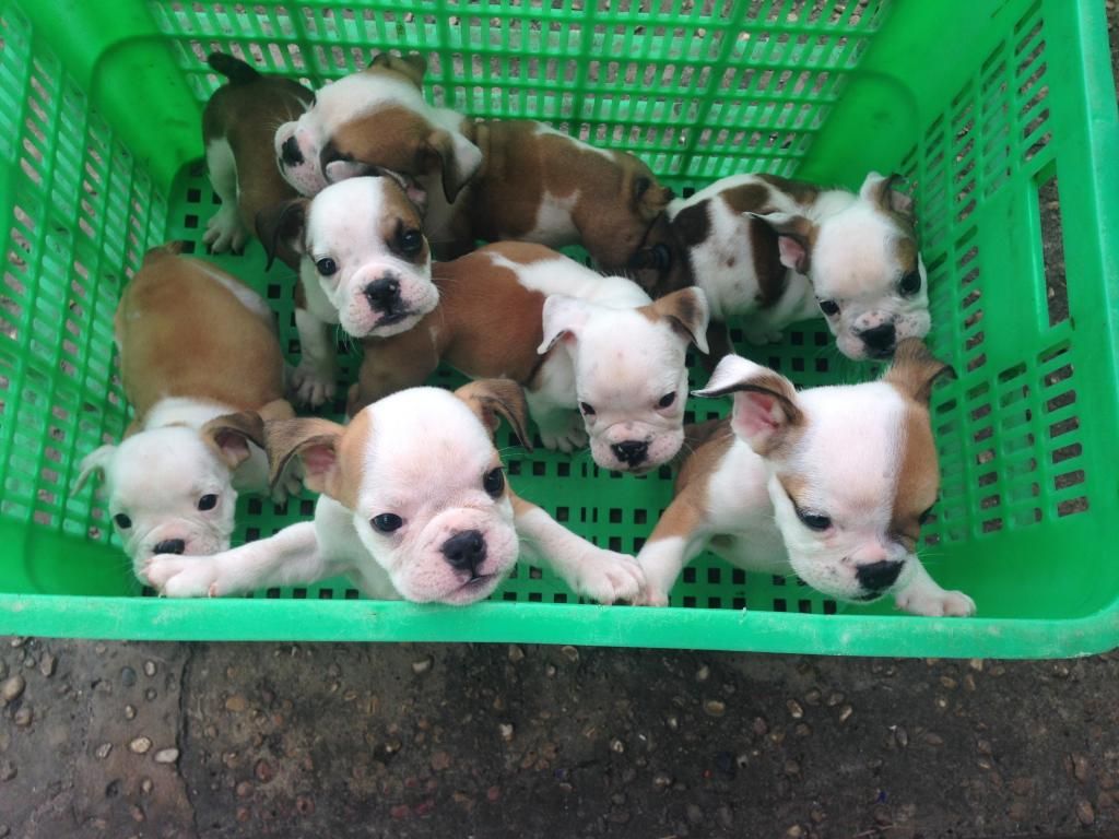 HCM ; Bulldog con làm Pet giá cựu tốtt có giấy chứng nhận pedigree - 2