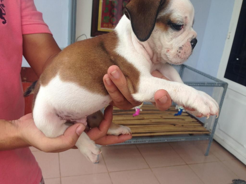HCM ; Bulldog con làm Pet giá cựu tốtt có giấy chứng nhận pedigree - 4
