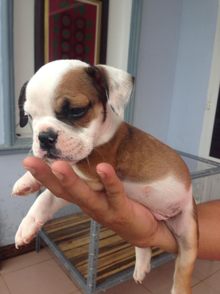 HCM ; Bulldog con làm Pet giá cựu tốtt có giấy chứng nhận pedigree - 3