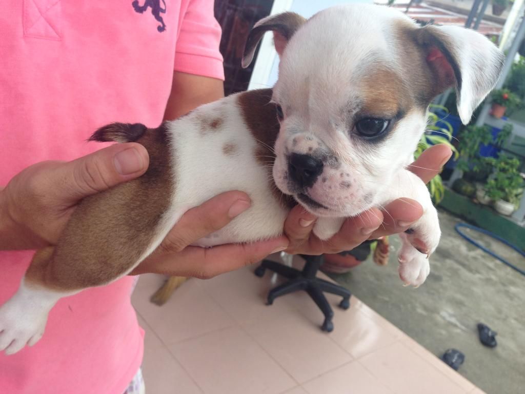 HCM ; Bulldog con làm Pet giá cựu tốtt có giấy chứng nhận pedigree - 9