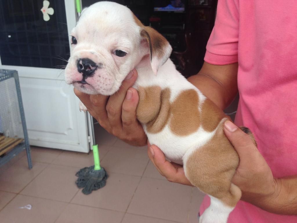 HCM ; Bulldog con làm Pet giá cựu tốtt có giấy chứng nhận pedigree - 6