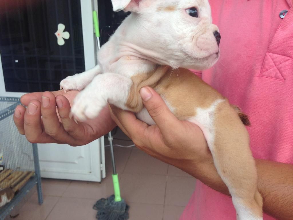HCM ; Bulldog con làm Pet giá cựu tốtt có giấy chứng nhận pedigree - 8
