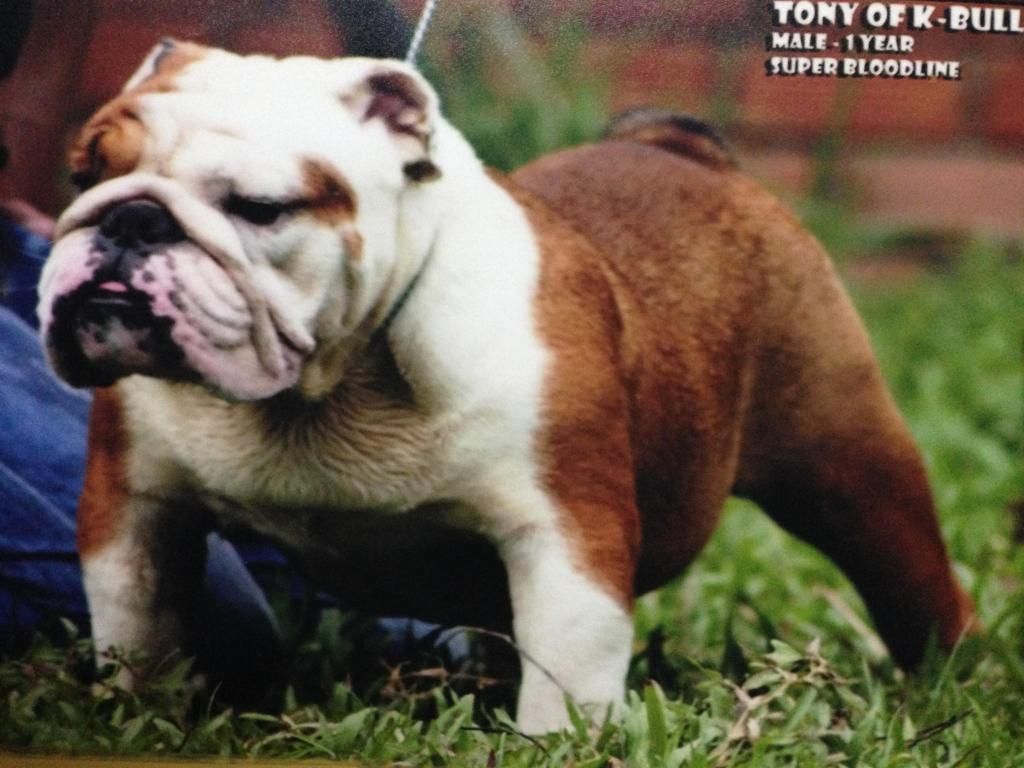 HCM ; Bulldog con làm Pet giá cựu tốtt có giấy chứng nhận pedigree