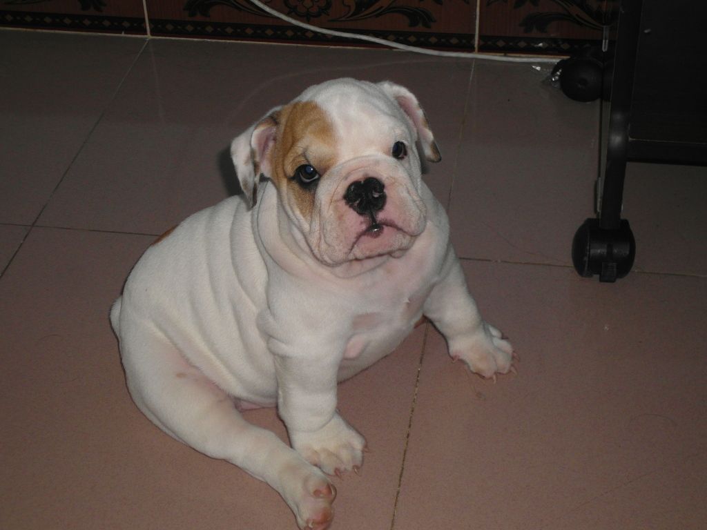 HCM ; Bulldog con làm Pet giá cựu tốtt có giấy chứng nhận pedigree - 1