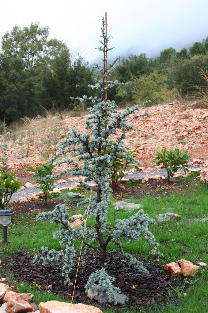 Cedrus libani ssp. atlantica 'Glauca'