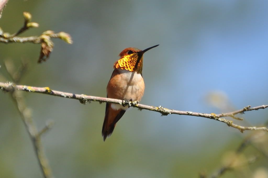 Hummingbirds / Колибри Photobucket