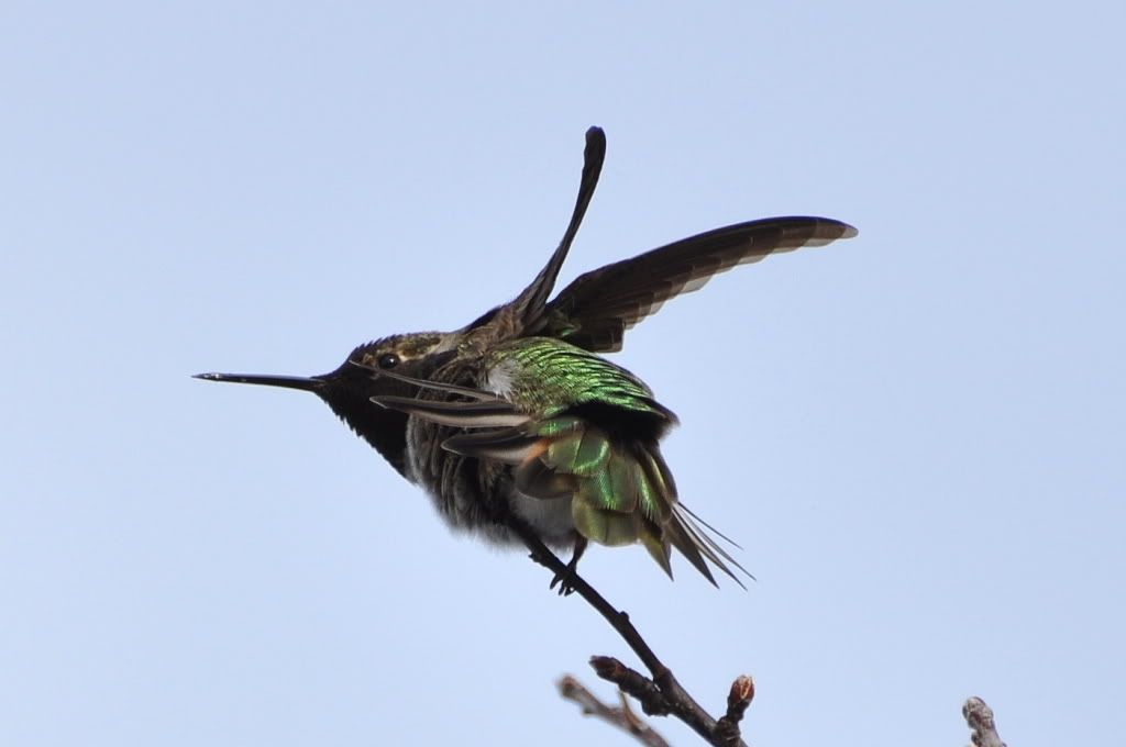 Hummingbirds / Колибри Photobucket
