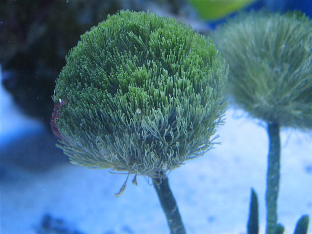 Shaving Brush Plants Living Reefs