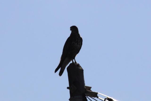 IMG_9778_1.jpg