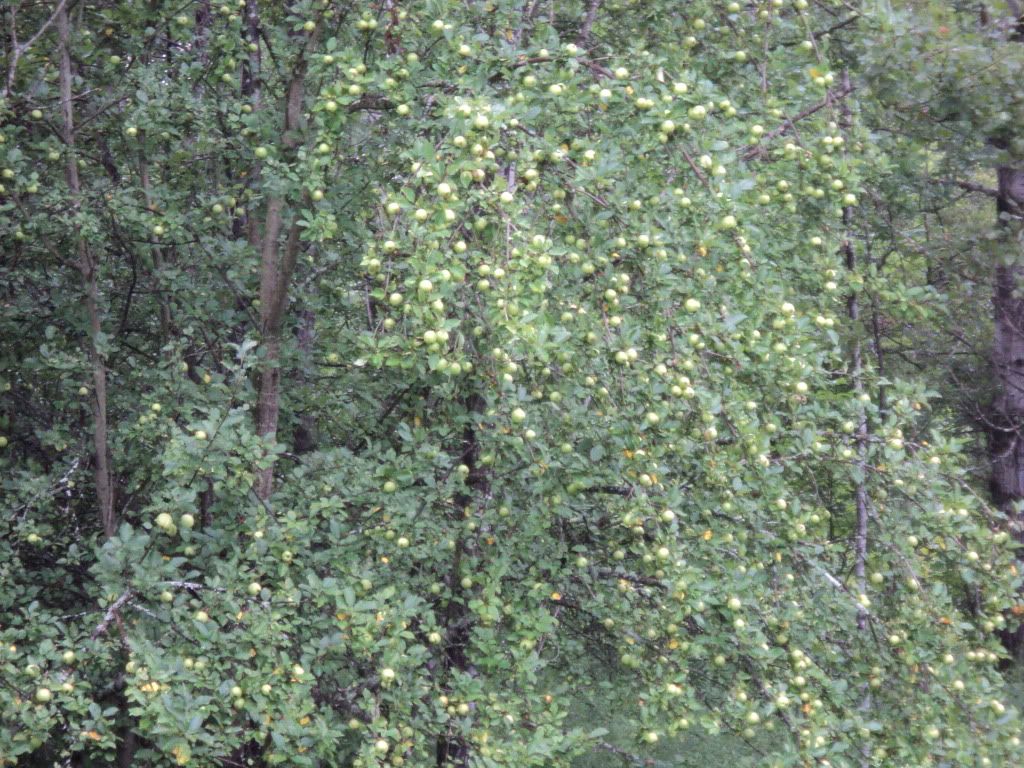 Great homestead pics, check'em out! - Homesteading Questions