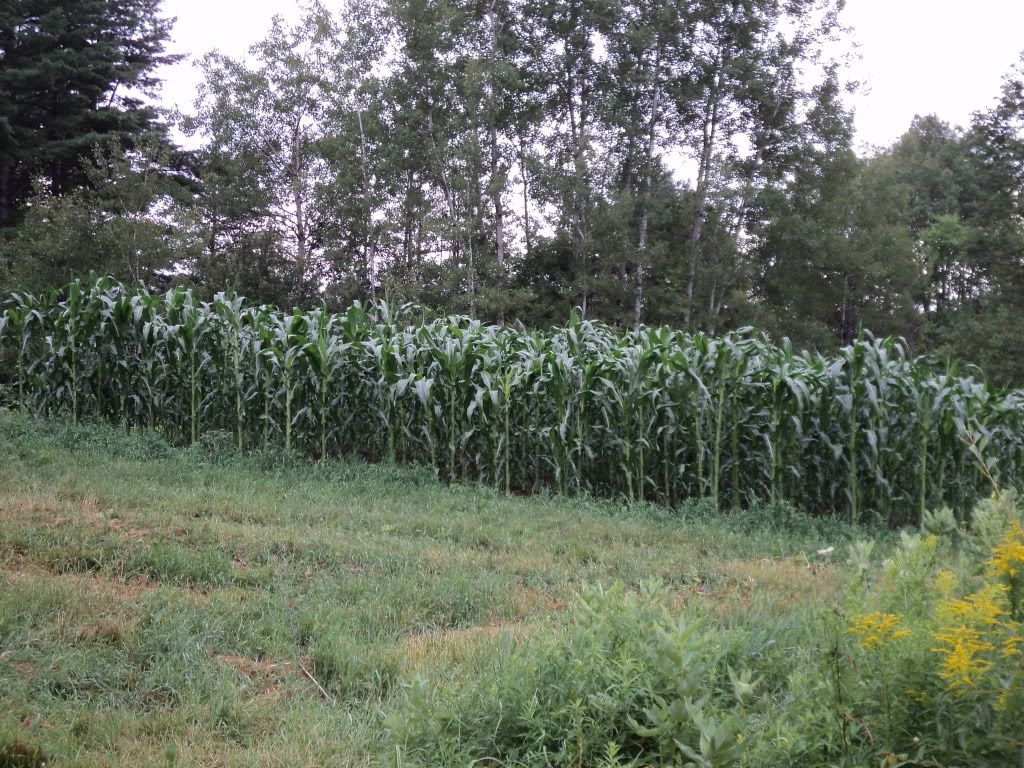 Great homestead pics, check'em out! - Homesteading Questions