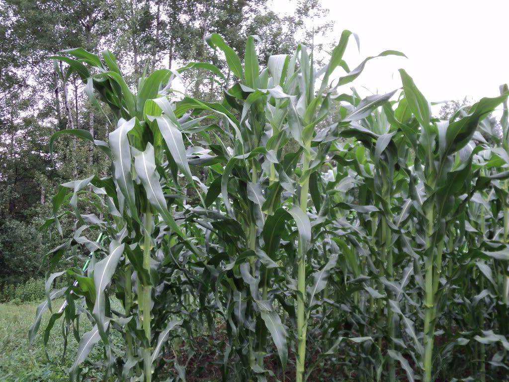 Great homestead pics, check'em out! - Homesteading Questions