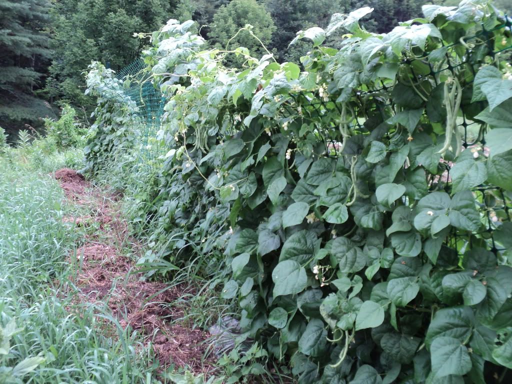 Great homestead pics, check'em out! - Homesteading Questions