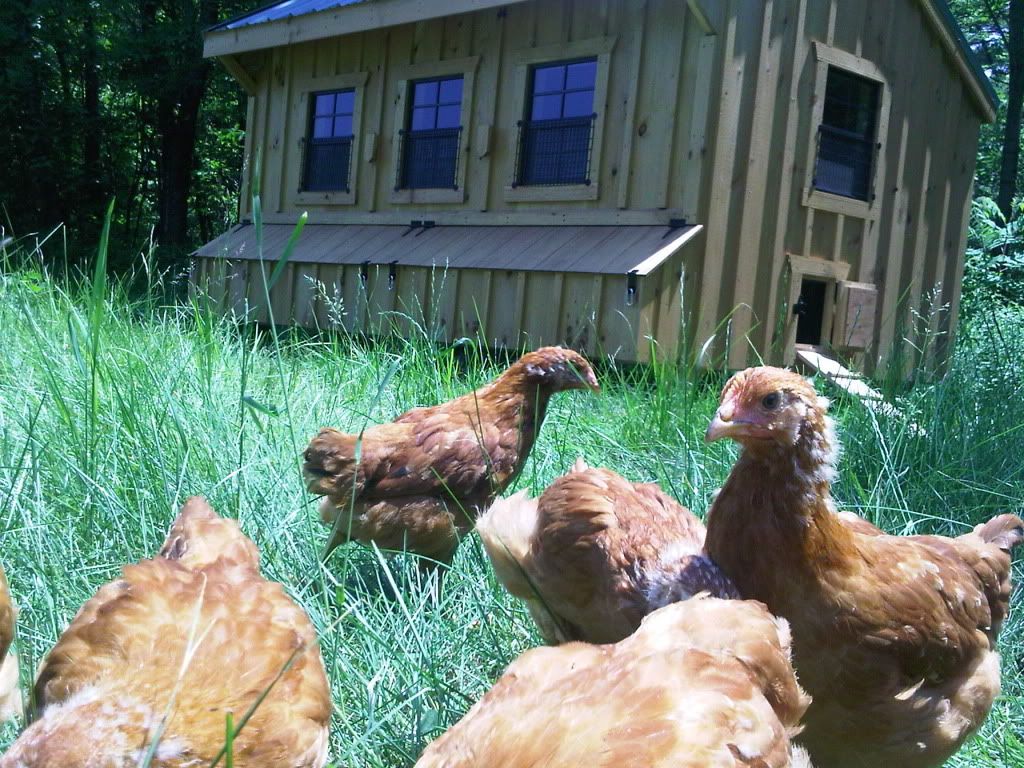 Great homestead pics, check'em out! - Homesteading Questions