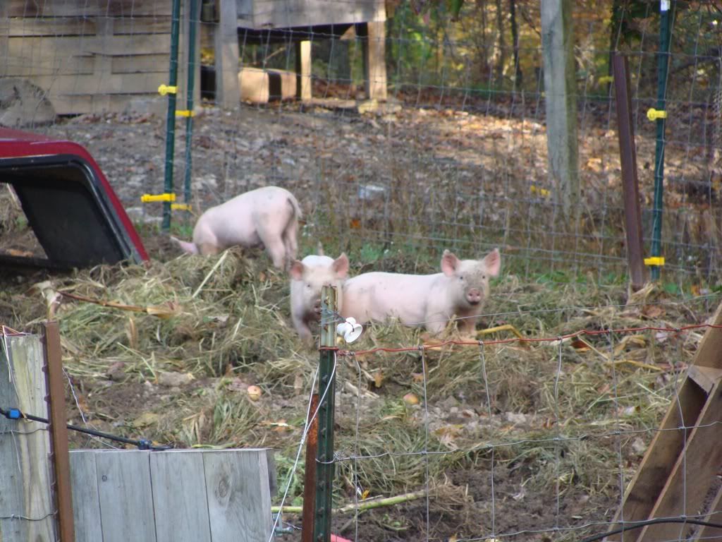 Working Homestead on 6 Acres in WV - Real Estate