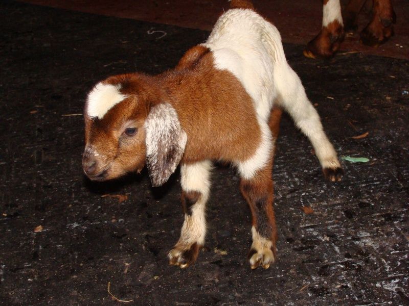 Babies -- Pics as promised! - Goats