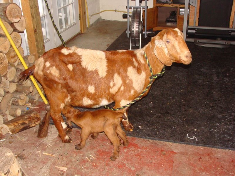 Babies -- Pics as promised! - Goats