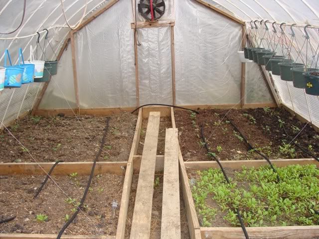 Green House Plastic - Homesteading Questions