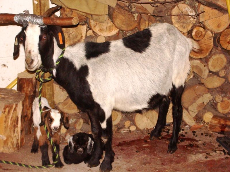 Babies -- Pics as promised! - Goats