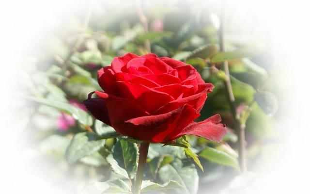 beautiful red rose photo: Red Rose most_beautiful_red_rose-dsc00050-a1.jpg