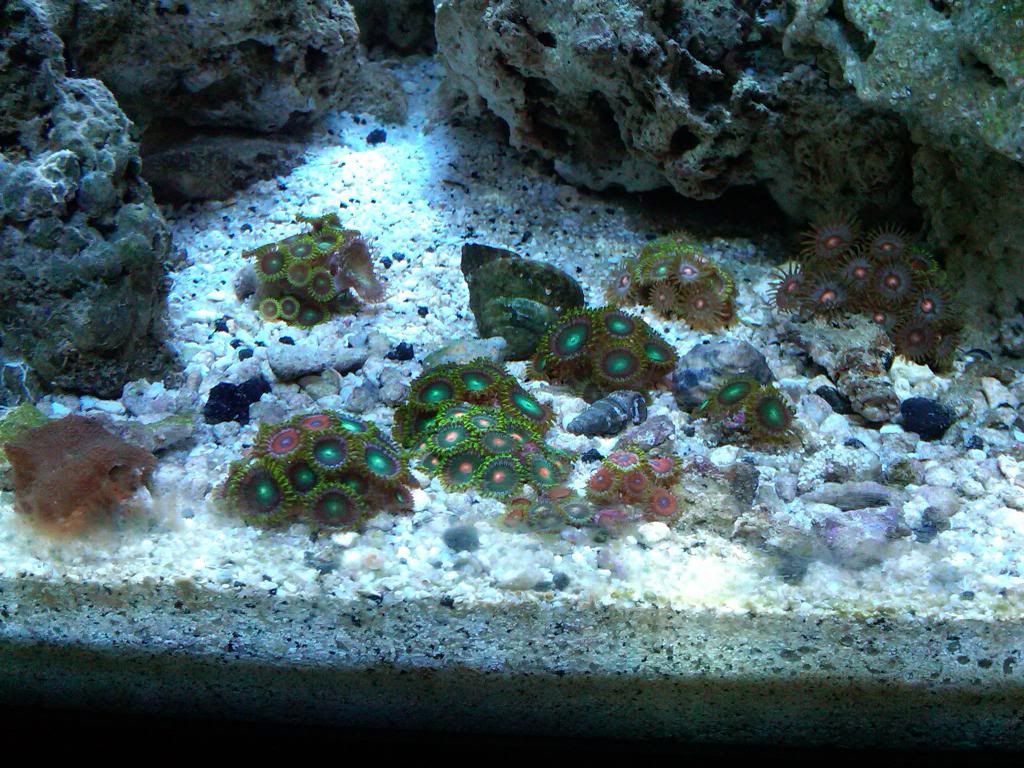 Mixing black and white sand. Ratio / pros / cons / opinions? Reef Central Online Community