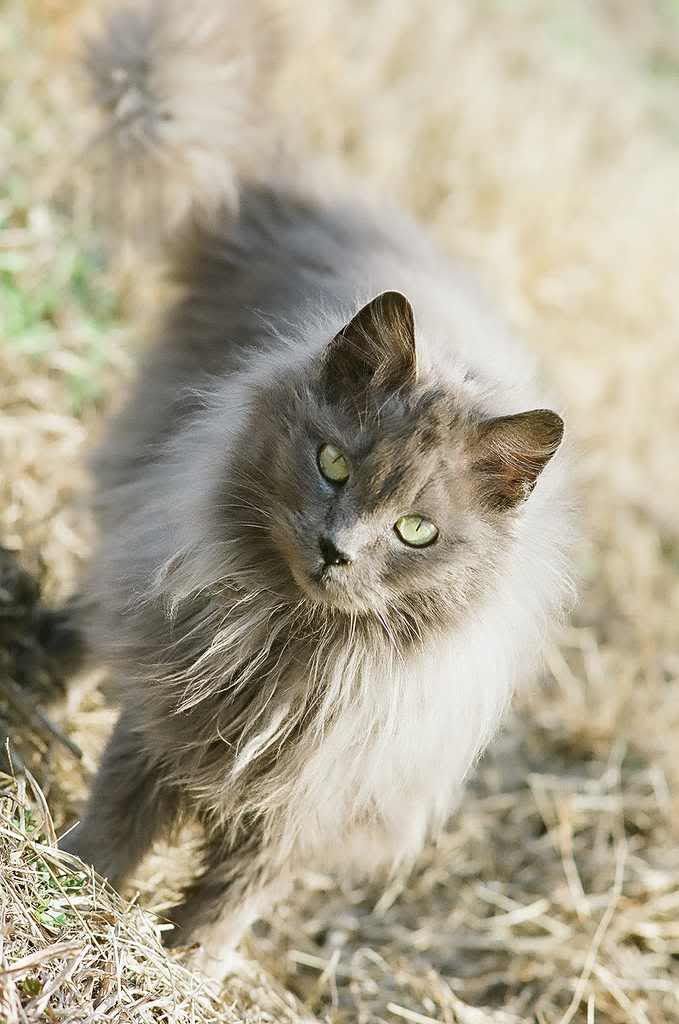 CookietheCat.jpg