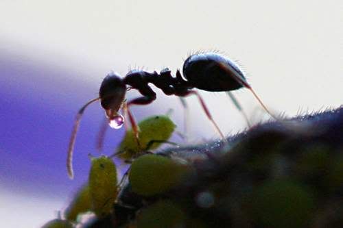 ant_system_5