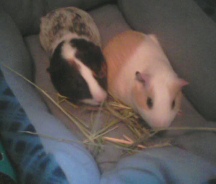 piggiesonthebed.jpg