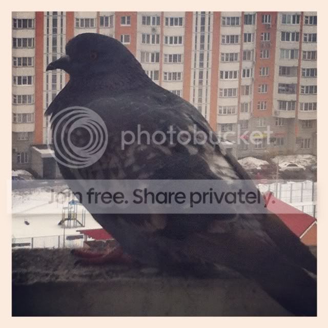 Photobucket Pictures, Images and Photos