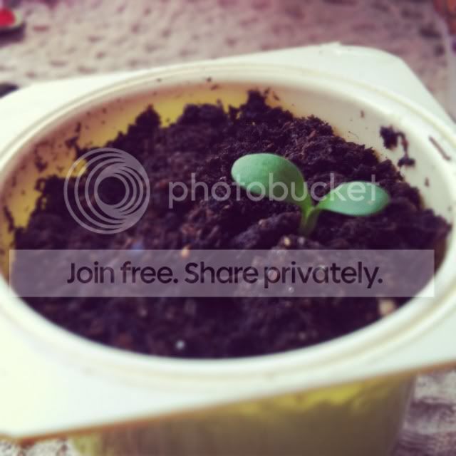 Photobucket Pictures, Images and Photos